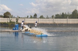 Tiền Giang: Dự kiến đưa 14.700 ha mặt nước vào nuôi thủy sản