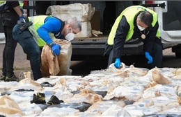 Tây Ban Nha thu giữ 4,5 tấn cocain trên tàu chở gia súc từ Mỹ Latinh