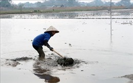 EVN xả hơn 3,6 tỷ m3 nước cho sản xuất vụ Đông Xuân