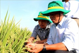 Trình diễn và đánh giá giống lúa vụ Đông Xuân 2022 - 2023