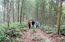 Tuyên Quang: Thêm những cánh rừng đạt chứng chỉ FSC