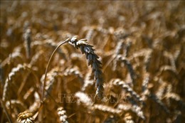 Phát hiện gene liên quan khả năng chịu hạn của lúa mì