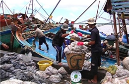 Hiệu quả triển khai tổ đội khai thác thủy sản quản lý tàu cá