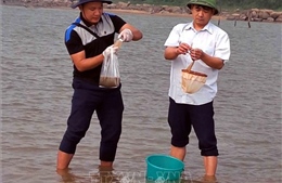 Làm rõ nguyên nhân ngao, hàu chết hàng loạt tại một số địa phương ở Hà Tĩnh