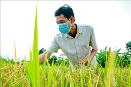 Thành lập Nhóm công tác đối tác công tư (PPP) ngành hàng lúa gạo