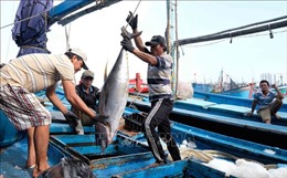 Khánh Hoà xuất khẩu cá ngừ đại dương giảm 30%