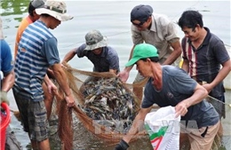 Không khí lạnh kéo dài khiến hơn 150 ha tôm nuôi ở Trà Vinh bị thiệt hại 