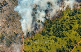 Cháy lớn thiêu rụi hơn 300ha rừng ở Cuba