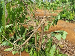 Gia Lai: Điều tra vụ chặt phá 1.000 cây cà phê của người dân