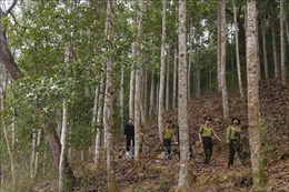 Hiệu quả giao khoán bảo vệ rừng ở vùng cao Tuyên Quang