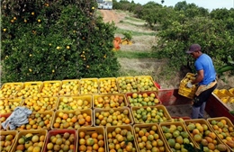 Các công ty nước cam ép ở Brazil bị cáo buộc gây thiệt hại cho nông dân