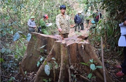 Vụ phá rừng tại huyện Kbang, Kông Chro: Kỷ luật nhiều nhân viên quản lý, bảo vệ rừng