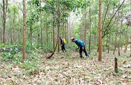 Hơn 62.200 ha rừng ở Khánh Hòa có nguy cơ xảy ra cháy