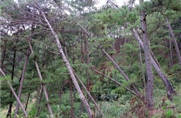 Lâm Đồng: Gần trăm cây thông già bị đầu độc