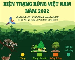 Hiện trạng rừng Việt Nam năm 2022