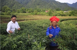 Nông dân Lai Châu phấn khởi vì ớt được mùa, được giá