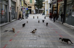 &#39;Đảo quốc mèo&#39; Cyprus đối mặt nguy cơ mèo chết tràn lan do nhiễm virus