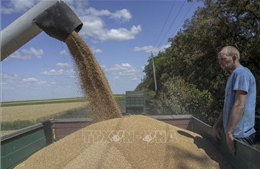 Litva kêu gọi EU giúp Ukraine tăng xuất khẩu ngũ cốc qua các nước vùng Baltic