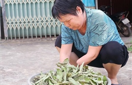 Sự sống nảy mầm trên những vùng &#39;đất chết&#39; - Bài 1: Những tiếng nổ sau chiến tranh