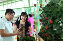 Gần 100 kg sâm Ngọc Linh tươi được chào bán tại phiên chợ lần thứ 56