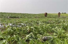 Gia Lai: Đề nghị hỗ trợ nông dân trồng dưa hấu bị thiệt hại do mưa lớn
