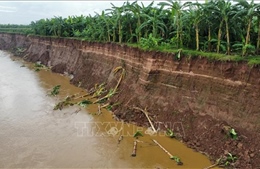 Sạt lở nghiêm trọng bờ vở sông Thao