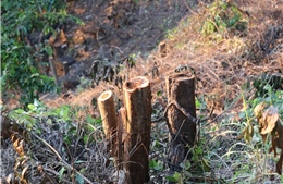 Vụ chặt hạ cây ở Bà Rịa-Vũng Tàu: Rà soát hai khu đất chồng lấn với đất lâm nghiệp
