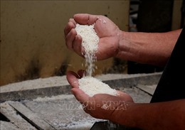 VFA kiến nghị một số giải pháp liên quan đến sản xuất và xuất khẩu gạo