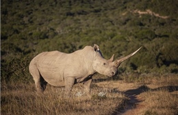 Tổ chức African Parks mua lại trang trại tê giác lớn nhất thế giới