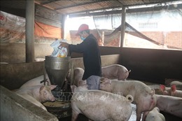 Giá lợn tăng, người chăn nuôi phấn khởi tái đàn vụ Tết