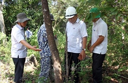 Khẩn trương điều tra, xử lý vụ &#39;đầu độc cây rừng tự nhiên&#39; tại Bác Ái, Ninh Thuận