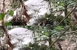 Phát hiện voi chết trong rừng tại huyện Thanh Chương, Nghệ An