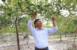 Hành trình xây dựng thương hiệu cho cây táo ở Cam Thành Nam
