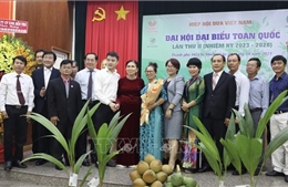 Ngành dừa Việt Nam hướng tới mục tiêu xuất khẩu tỷ USD