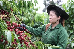 Algeria - thị trường tiềm năng cho cà phê Việt Nam