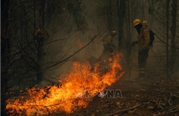 Cháy rừng dữ dội gần thủ đô Santiago của Chile