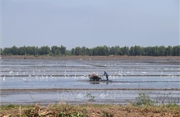 Xuống giống nhanh vụ lúa Đông Xuân