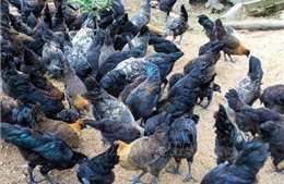 Nhiều giống gà mang lại giá trị kinh tế cao cho người chăn nuôi