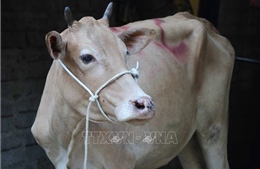 Điện Biên: Tạm dừng dự án hỗ trợ bò sinh sản do chưa đảm bảo các quy định