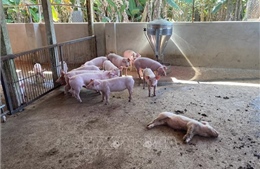 Thực hiện nhiều biện pháp phòng, chống dịch tả lợn châu Phi
