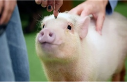 Độc đáo quán cà phê những chú lợn cưng tại Nhật Bản