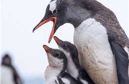 Phát hiện virus H5N1 trên xác chim cánh cụt ở Nam Cực