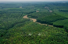 Giảm phát thải khí nhà kính qua bảo vệ và trồng rừng