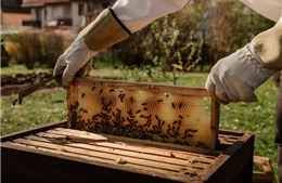 Hungary không gia hạn lệnh cấm nhập khẩu mật ong từ Ukraine