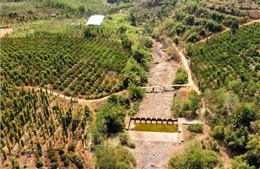 Hơn 8.000ha cây trồng tại Đắk Nông có nguy cơ thiếu nước