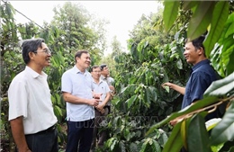 Đắk Lắk tập trung các giải pháp phát triển cà phê bền vững