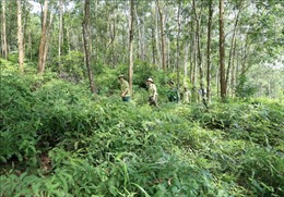 Xác định vùng trọng điểm có nguy cơ cháy rừng cao để chủ động phòng ngừa
