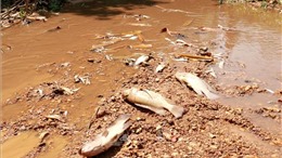 Vụ xả thải khiến cá chết ở khe Rào Trường: Chủ trang trại đang khẩn trương khắc phục