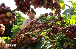 Lâm Đồng xuất khẩu nông sản, tơ thô vượt mốc 100 triệu USD