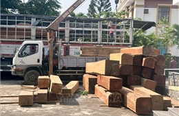 Làm rõ việc vận chuyển gỗ có dấu hiệu vi phạm pháp luật